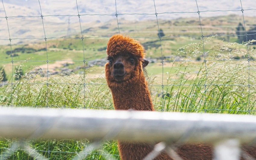 a brown llama standing in a field behind a fence