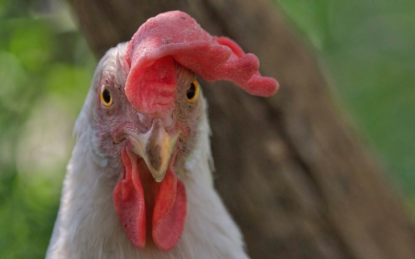 a close up of a chicken near a tree