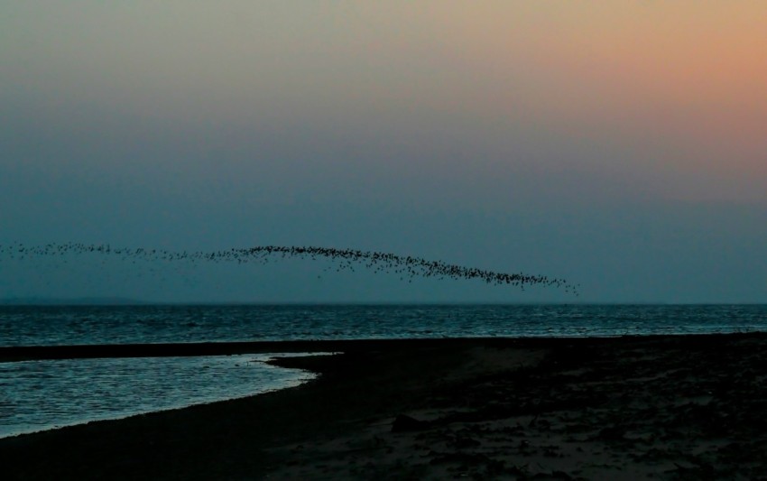 a flock of birds flying over a body of water Ta4ODZM1