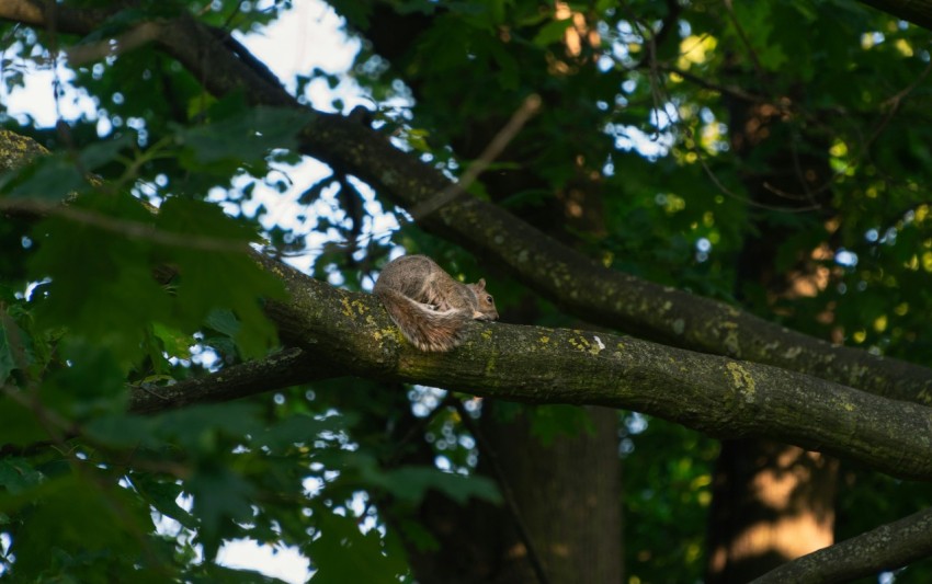 a bird perched on a branch of a tree