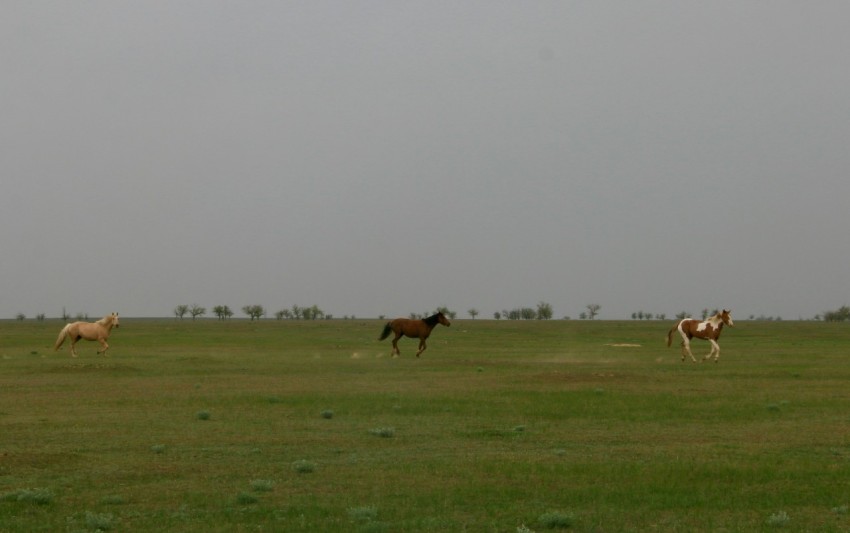 a group of horses grazing in a field