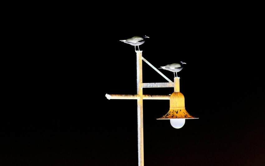 a street light with two birds sitting on top of it