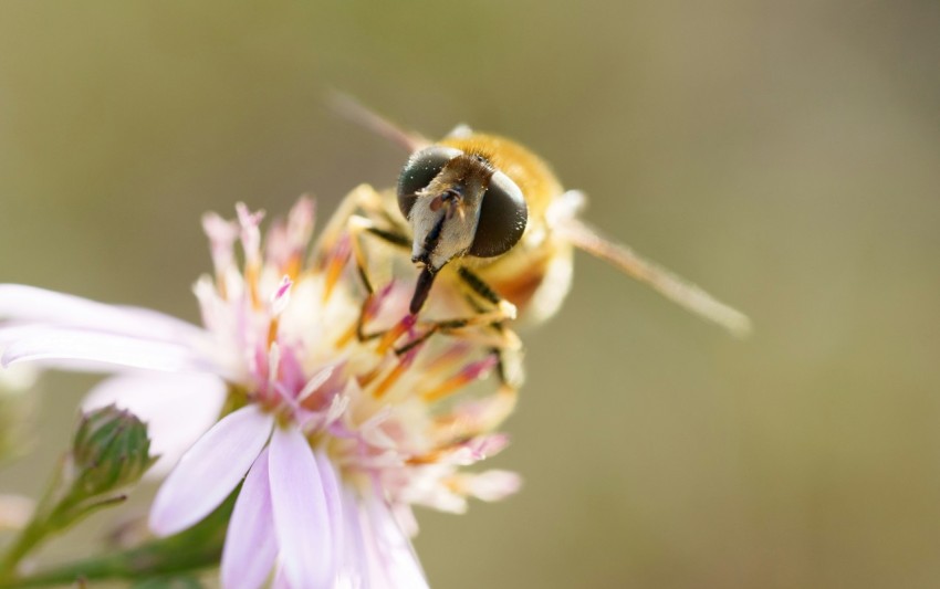 a bee sitting on top of a purple flower