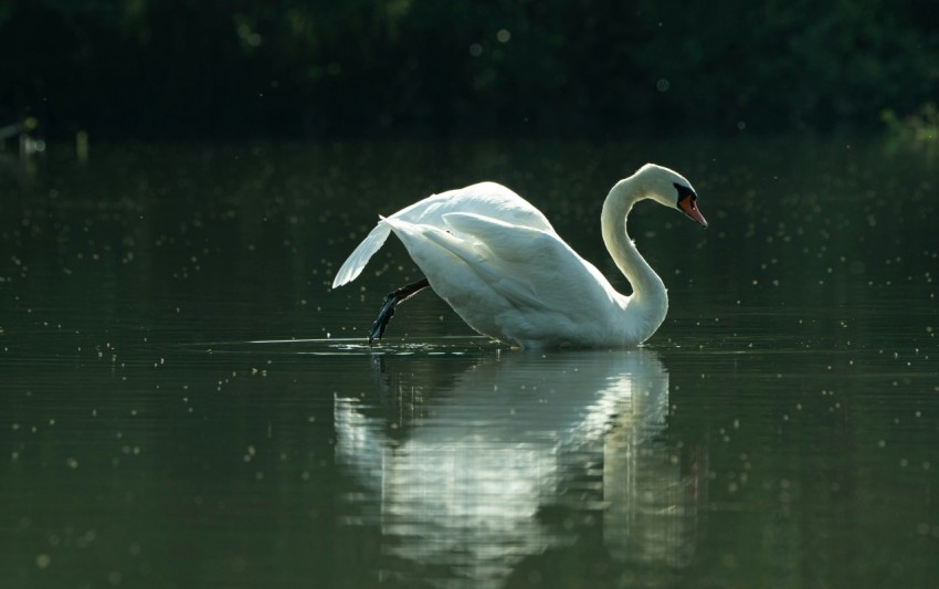 a white swan is swimming in the water