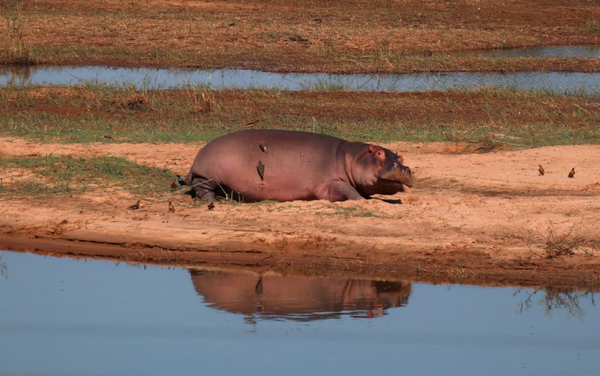 a hippo laying on the ground next to a body of water  Q4