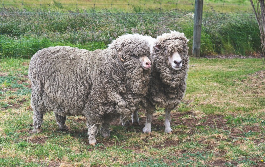 a couple of sheep standing on top of a grass covered field SsFY40X