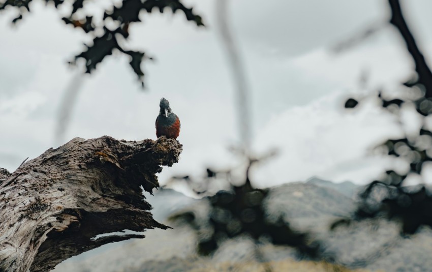 a bird is perched on a tree branch