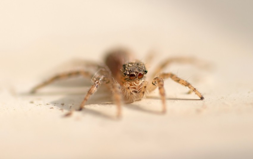 brown spider on white wall