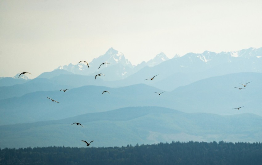 a flock of birds flying over a mountain range