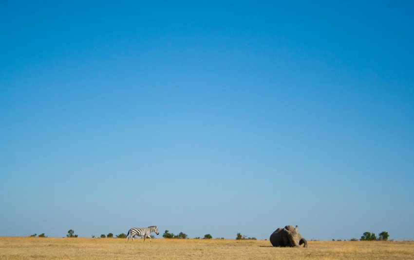 landscape photography of an elephant in an open field