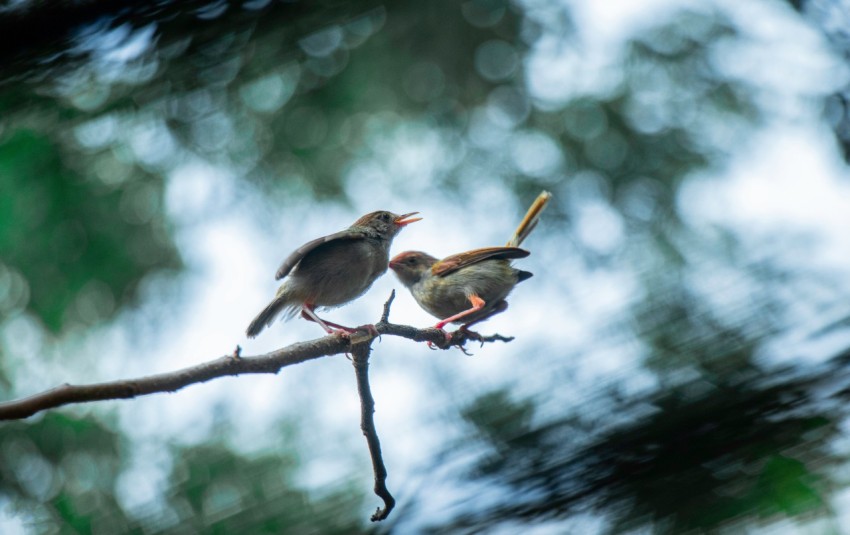 a couple of birds sitting on top of a tree branch