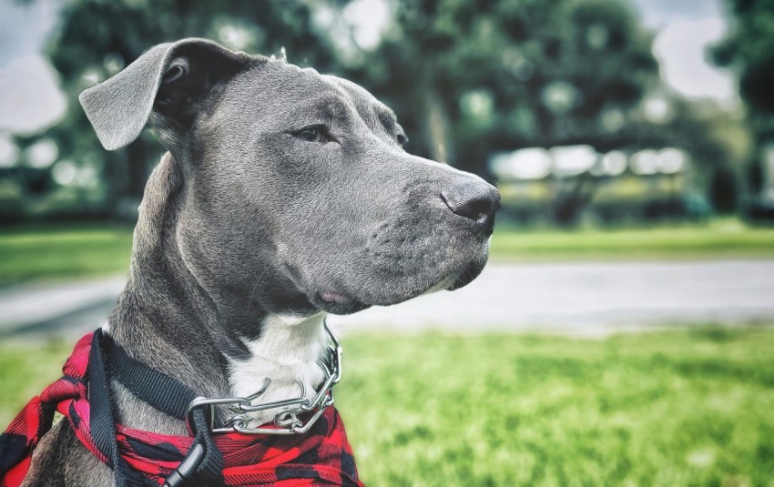 short coated black and white dog