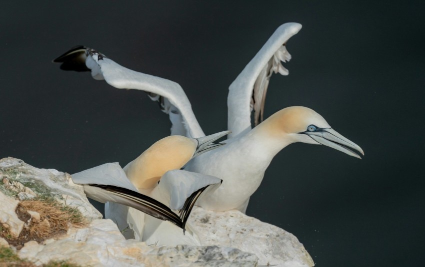 a couple of birds sitting on top of a rock I