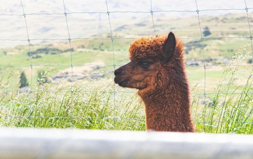 a brown llama standing in a field behind a fence