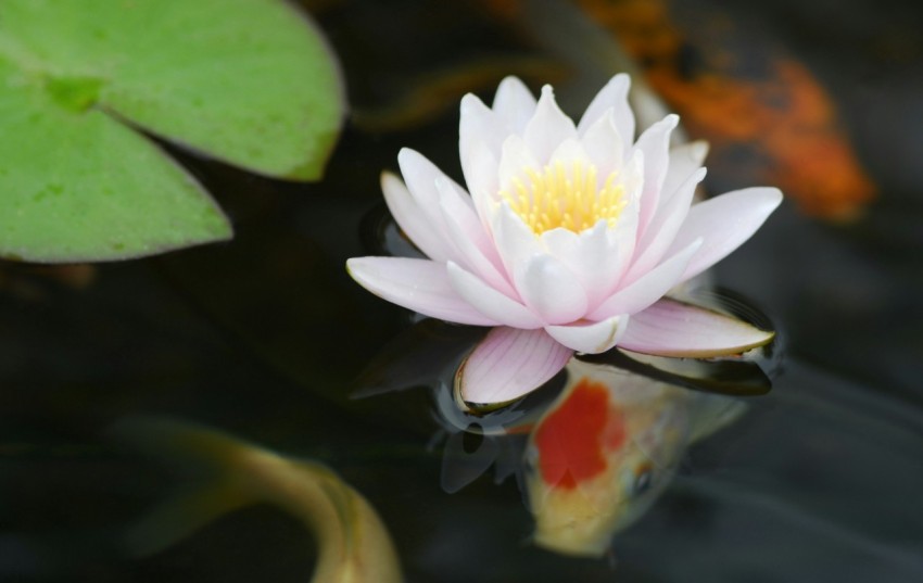 a white water lily floating on top of a pond