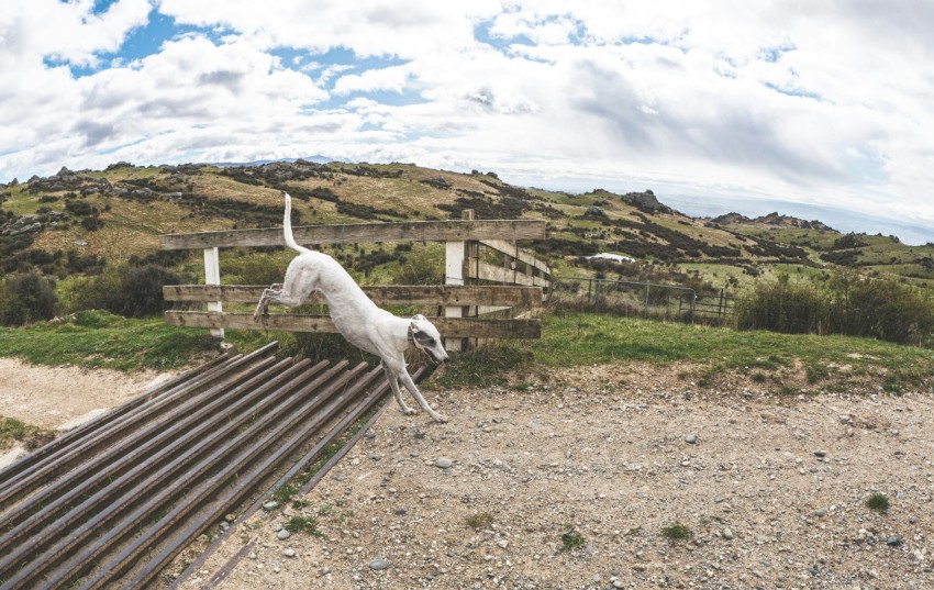 a white dog jumping over a train track