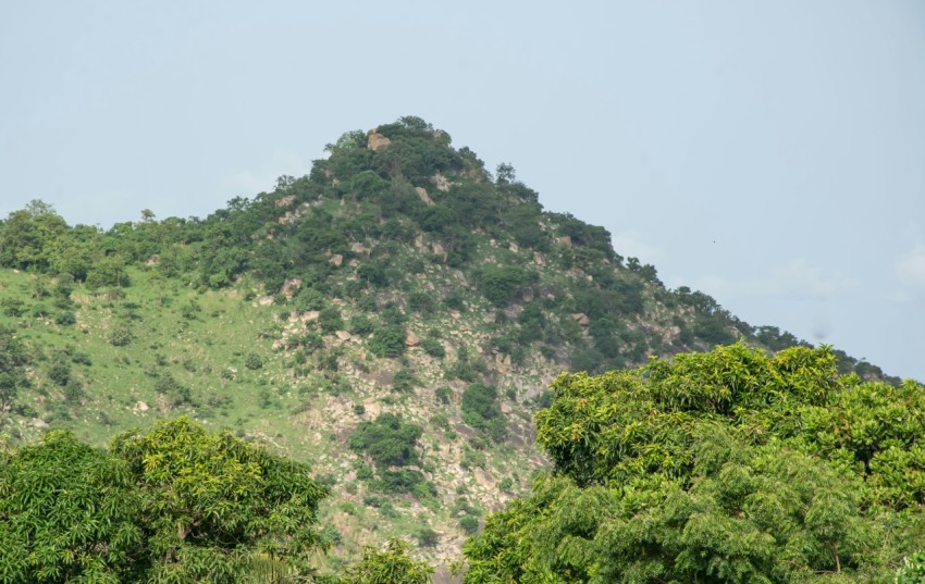 a hill with trees on it