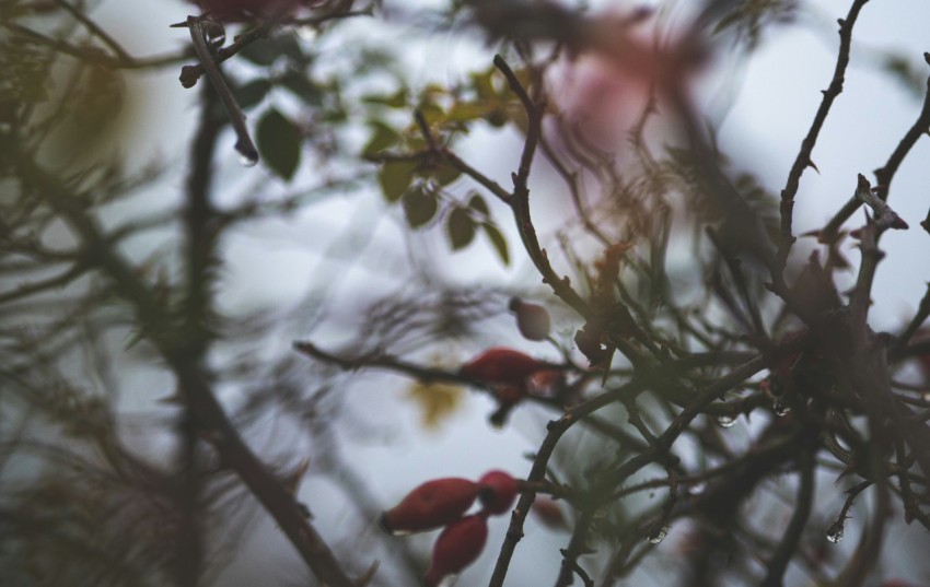 a blurry photo of a tree with red berries