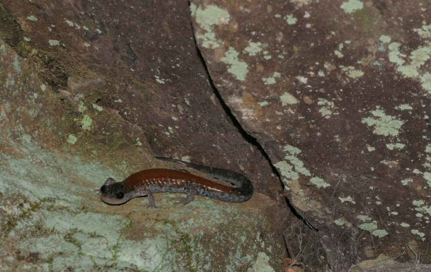 a slug crawling on a rock in a cave