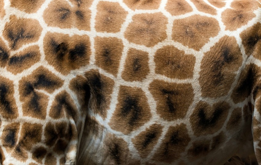 brown white and black textile