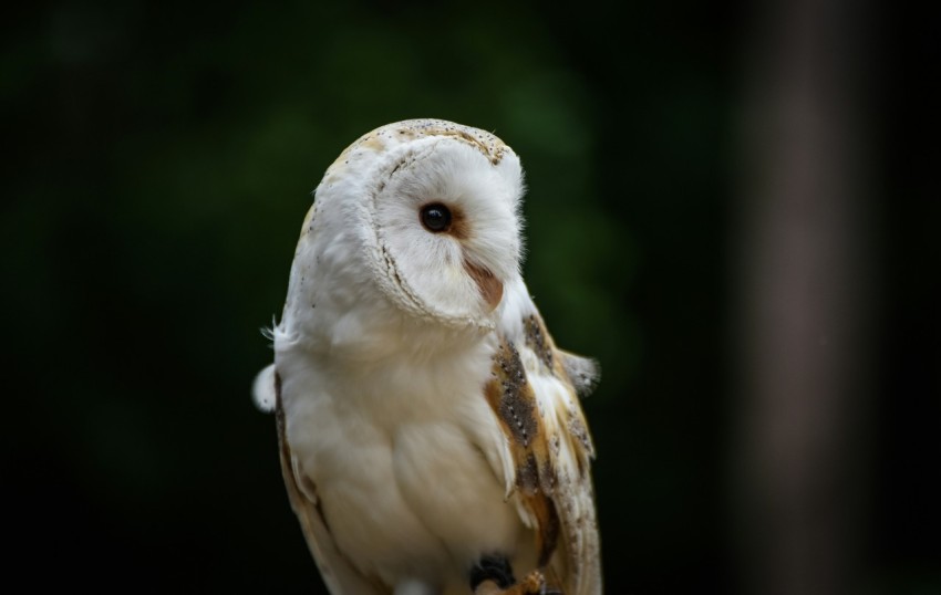 an owl is perched on a post outside