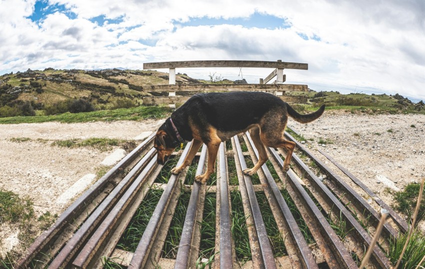 a dog that is standing on a rail