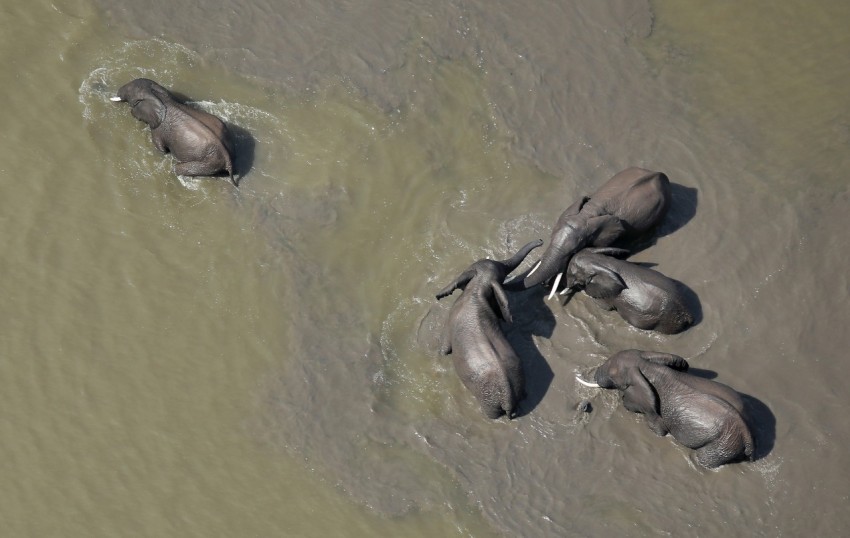 five black elephant in body of water