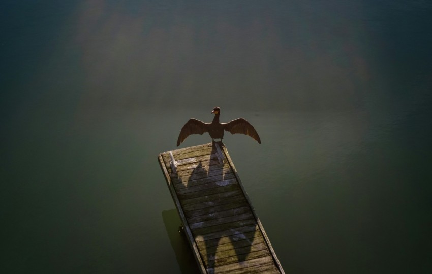 brown bird standing on brown wooden boardwalk 9GShj