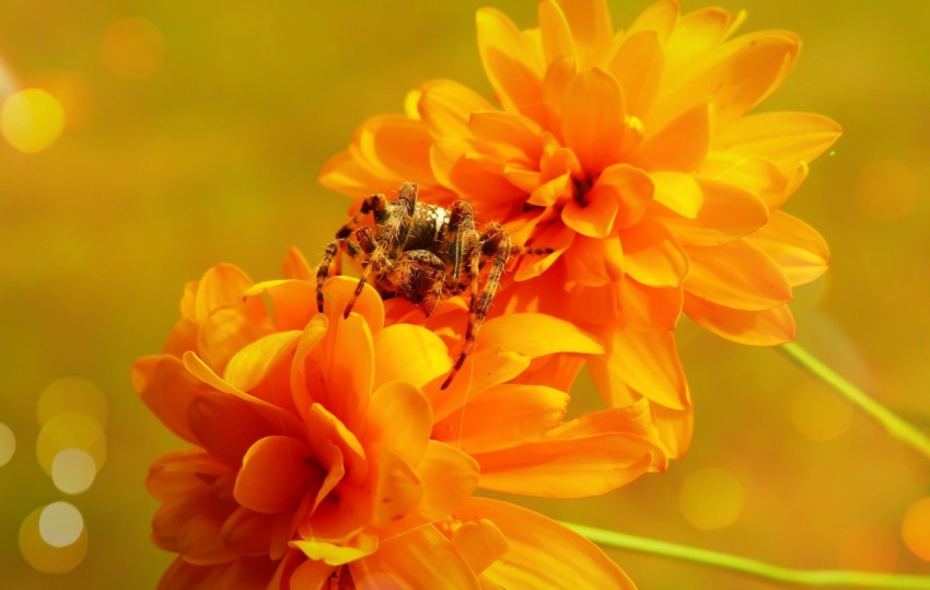 black spider perching on yellow flower