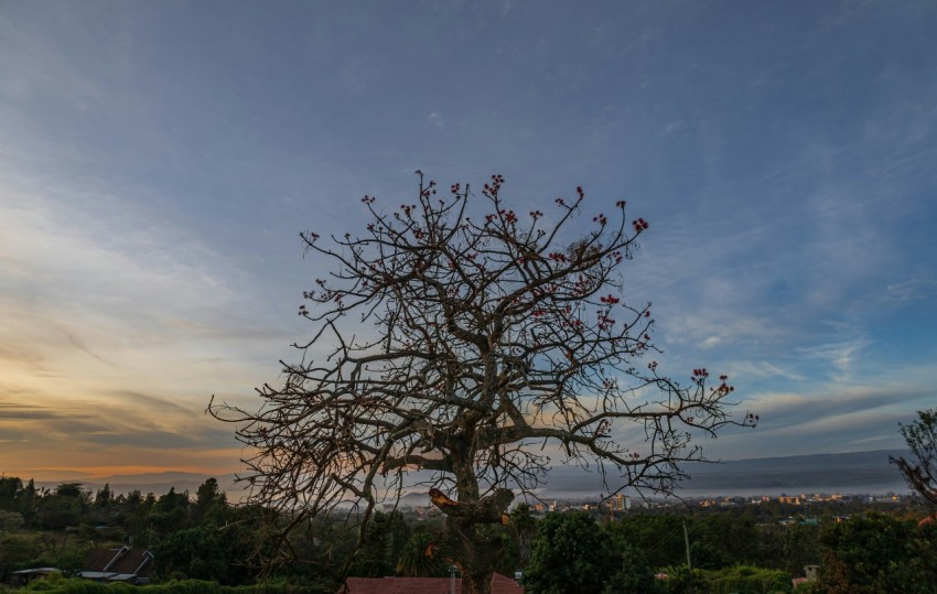 a tree with no leaves in the middle of a field _W