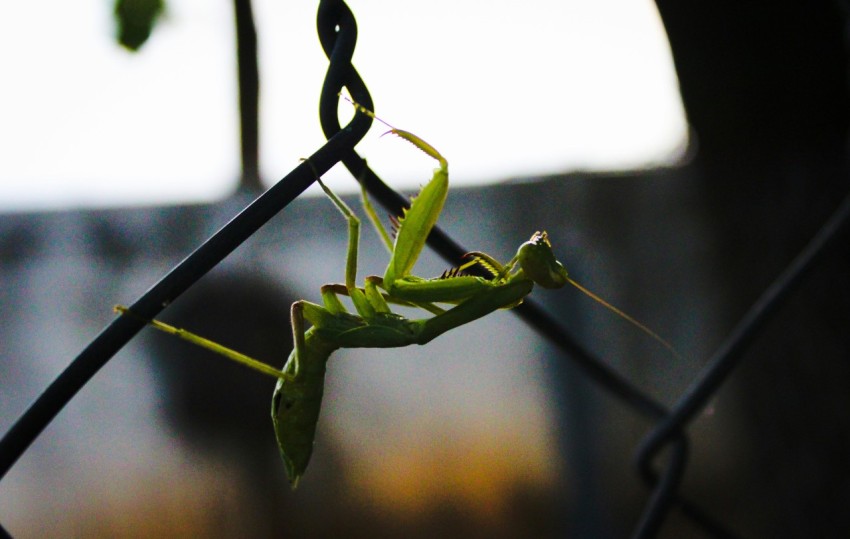 a close up of a grasshopper on a chain link fence