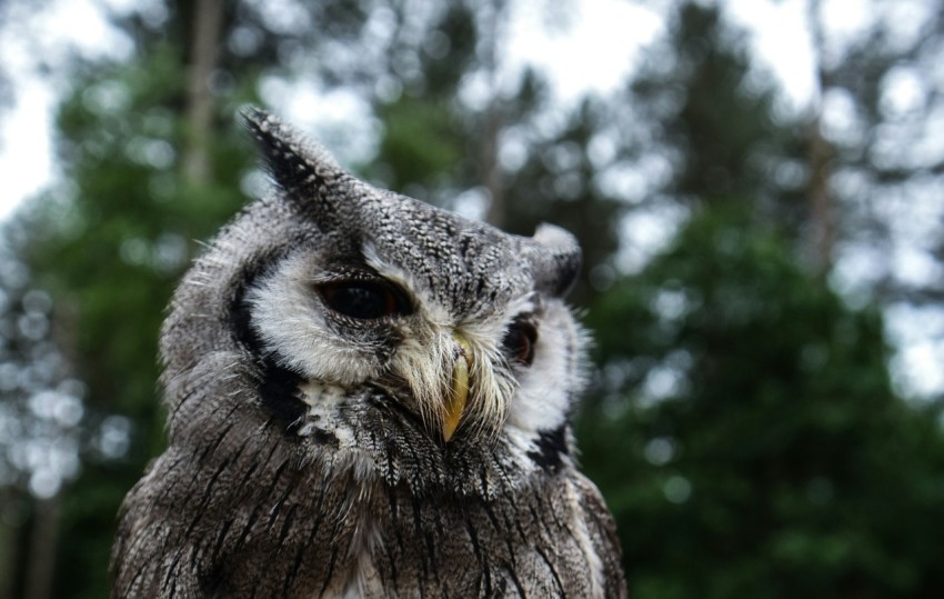 a close up of an owl with trees in the background