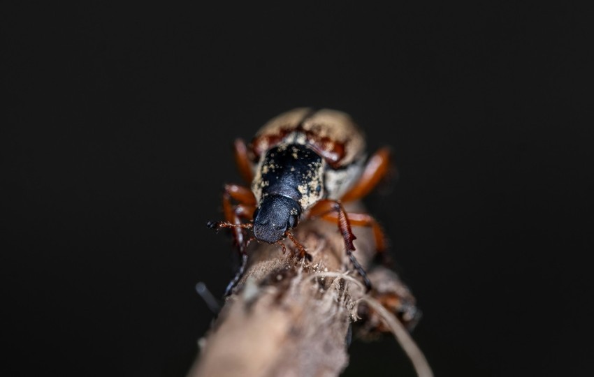 a close up of a persons hand holding a bug xr