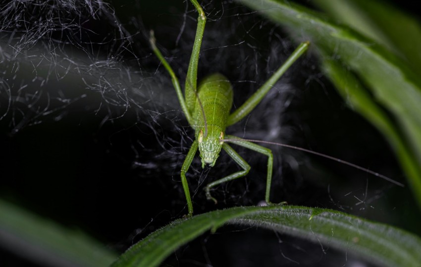 a close up of a green spider on a plant