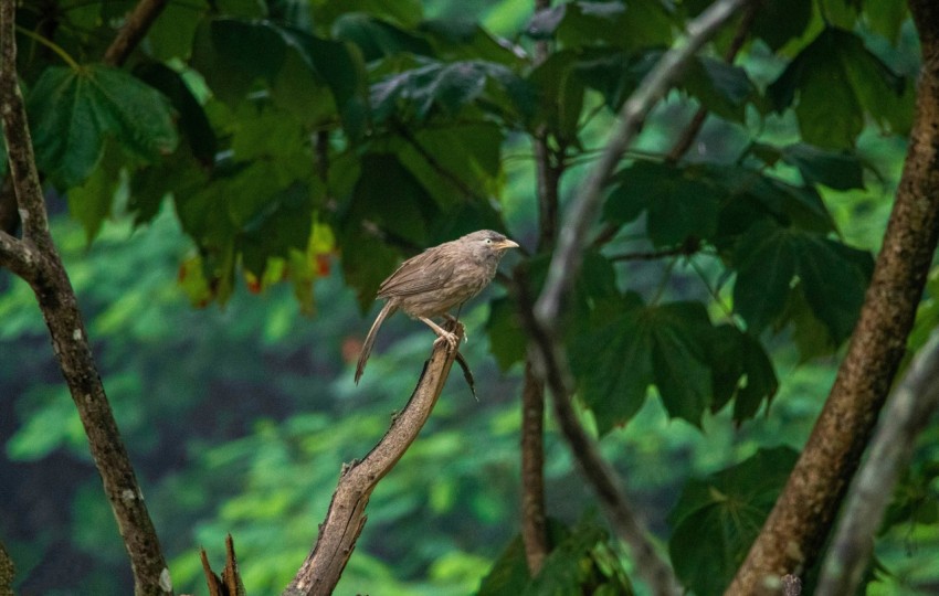 a bird perched on a branch in a tree