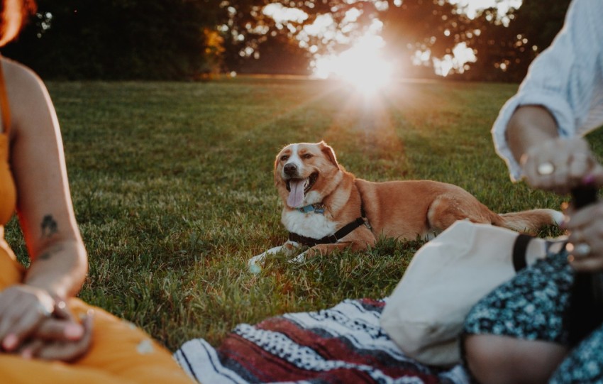 brown and white short coated dog lying on white and red textile on green grass field