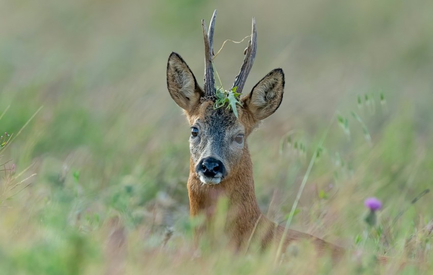 brown deer on green grass during daytime