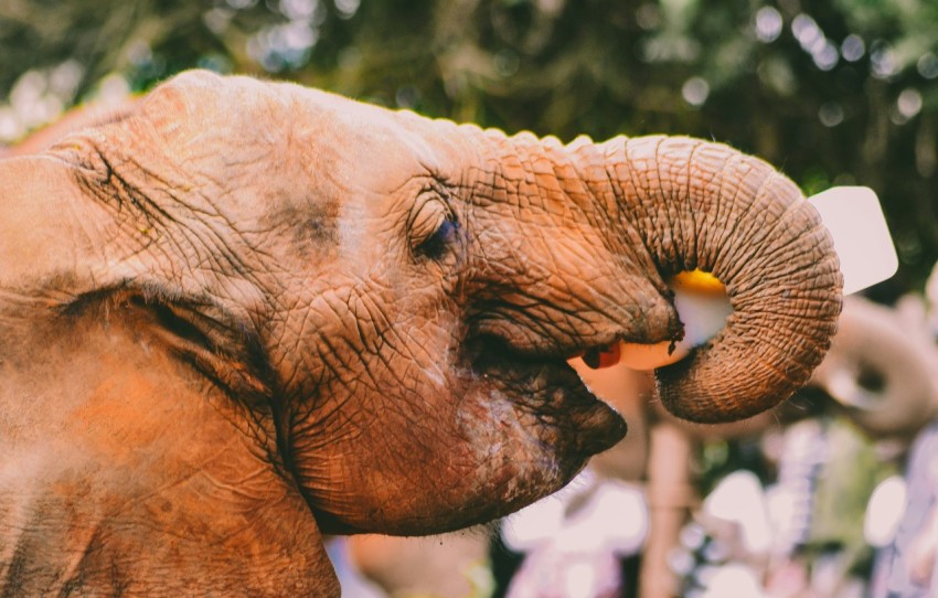 close up photo of elephants mouth