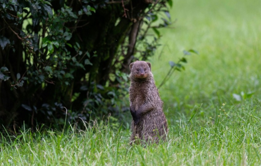 a small animal standing on its hind legs in the grass