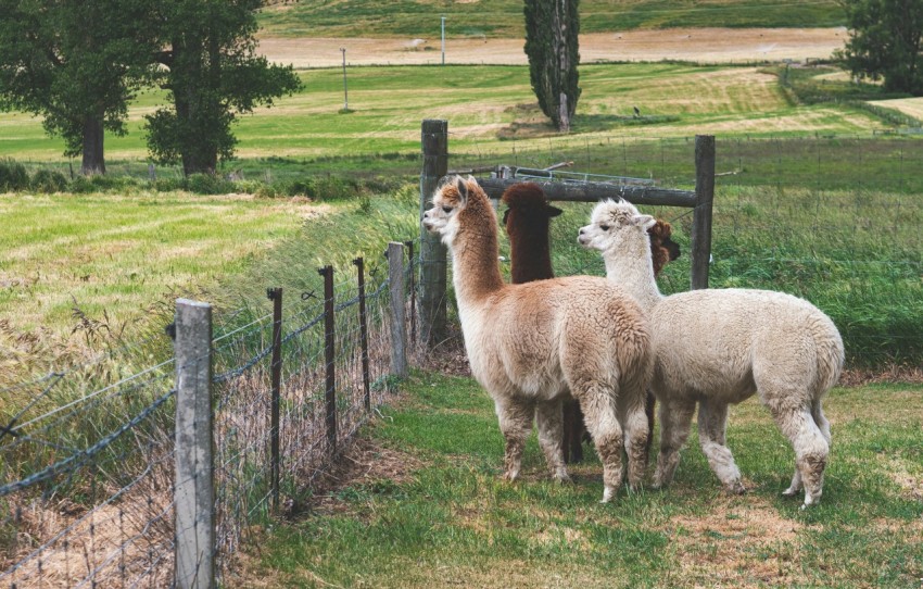 a couple of llamas standing next to a fence