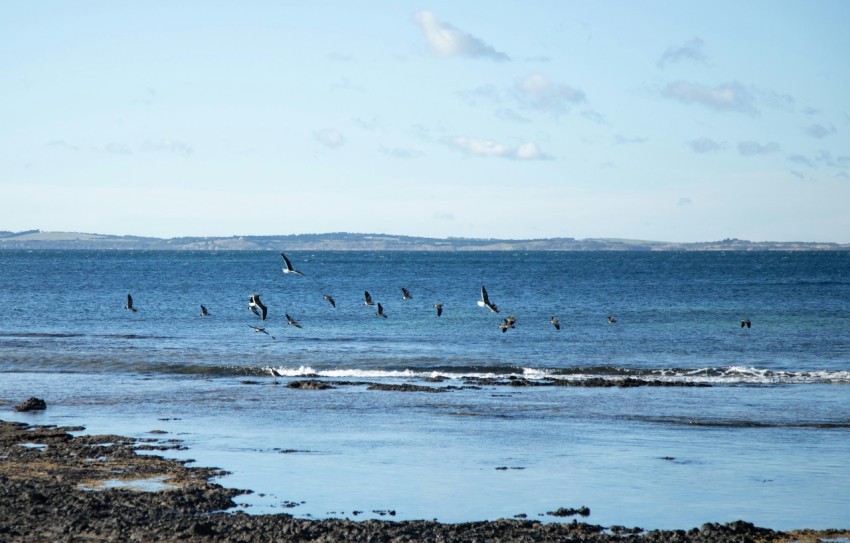 a group of birds flying over a body of water