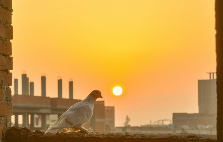 a white bird sitting on a ledge at sunset