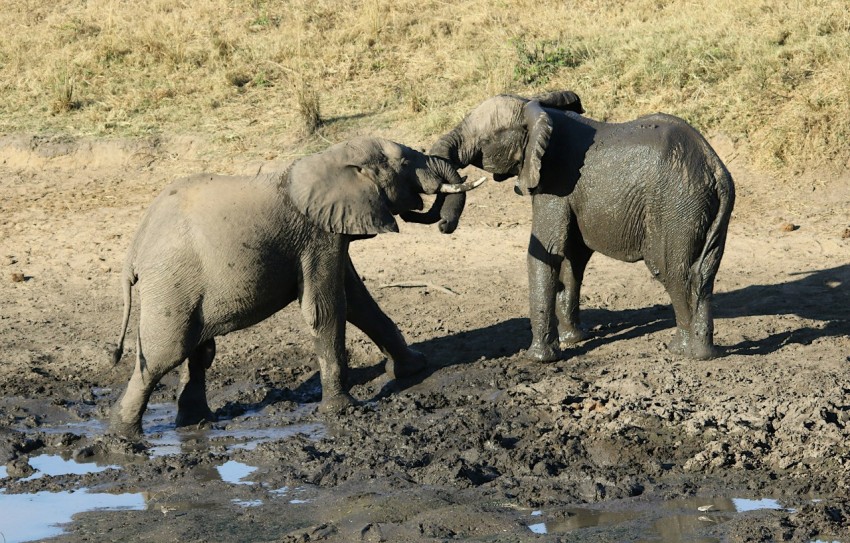 a couple of elephants standing next to each other