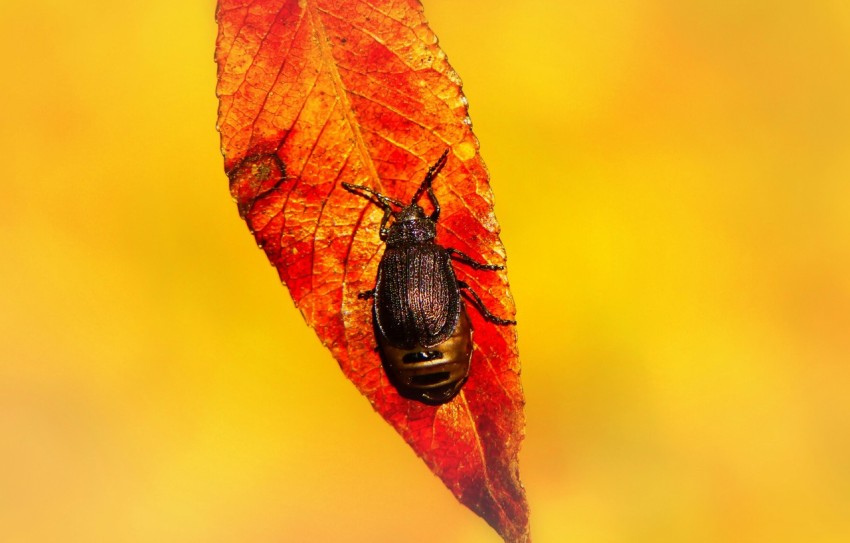 black bug on red leaf