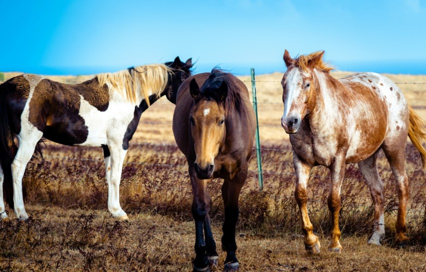 three brown and white horses standing in brown field