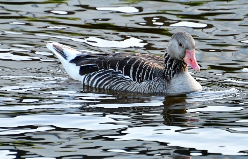 a duck floating on top of a body of water