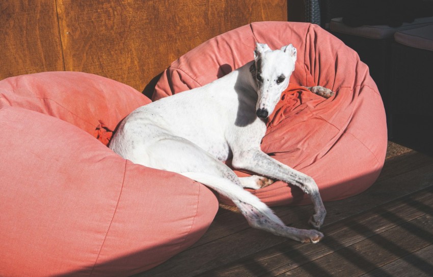 a dog laying on a pink bean bag chair