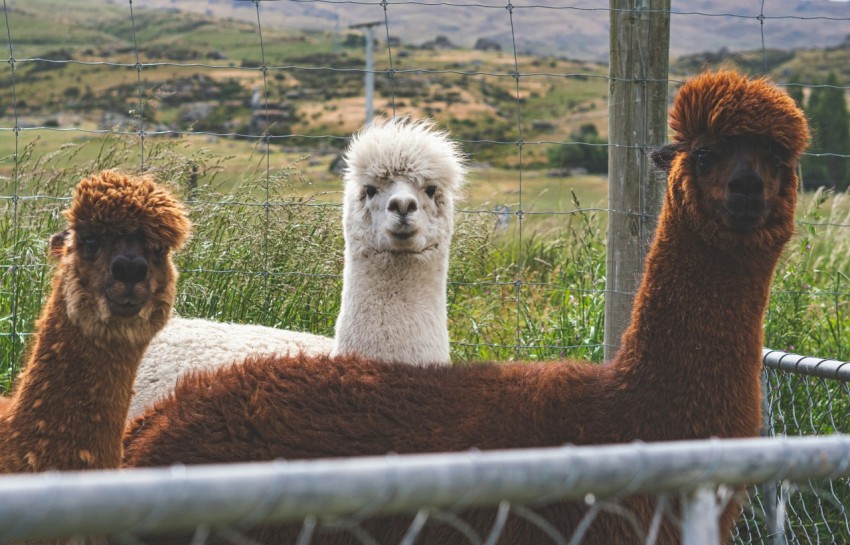 a group of alpacas in a fenced in area