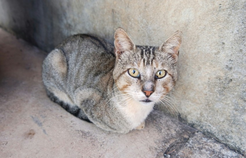 a cat sitting on the ground next to a wall