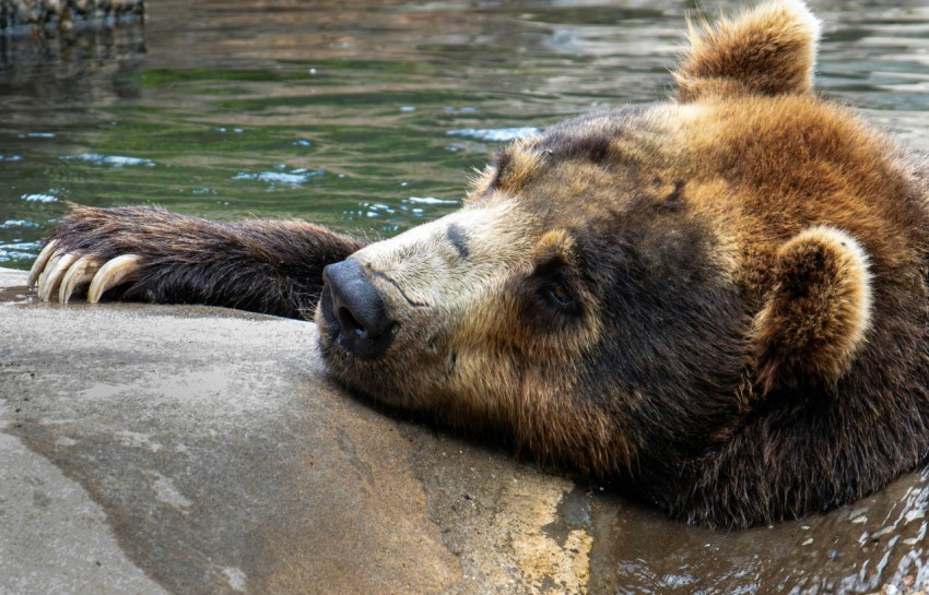 a large brown bear laying on top of a rock nN